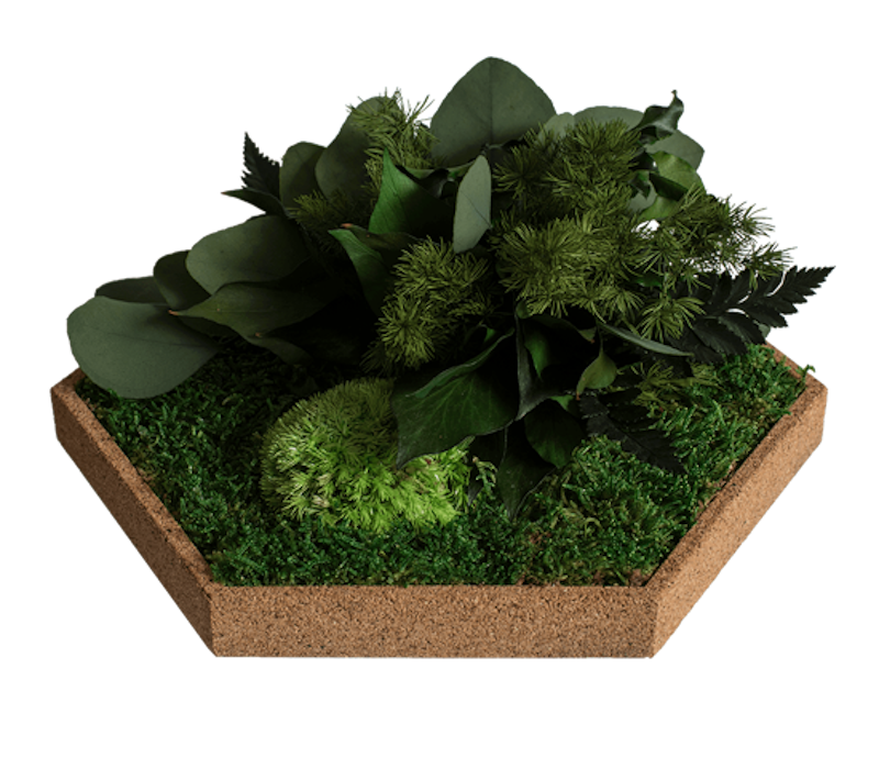 Organic Moss Hexagon Jungle