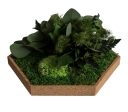 Organic Moss Hexagon Jungle