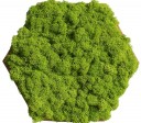 Organic Moss Hexagon Reindeer (Licheni)