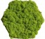 Organic Moss Hexagon Reindeer (Licheni)