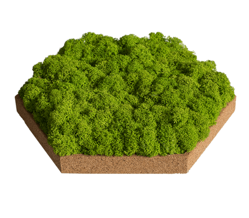 Organic Moss Hexagon Reindeer (Licheni)