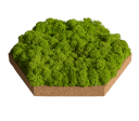 Organic Moss Hexagon Reindeer (Licheni)