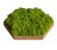 Organic Moss Hexagon Reindeer (Licheni)