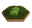 Organic Moss Hexagon Forest (Muschi Padure)