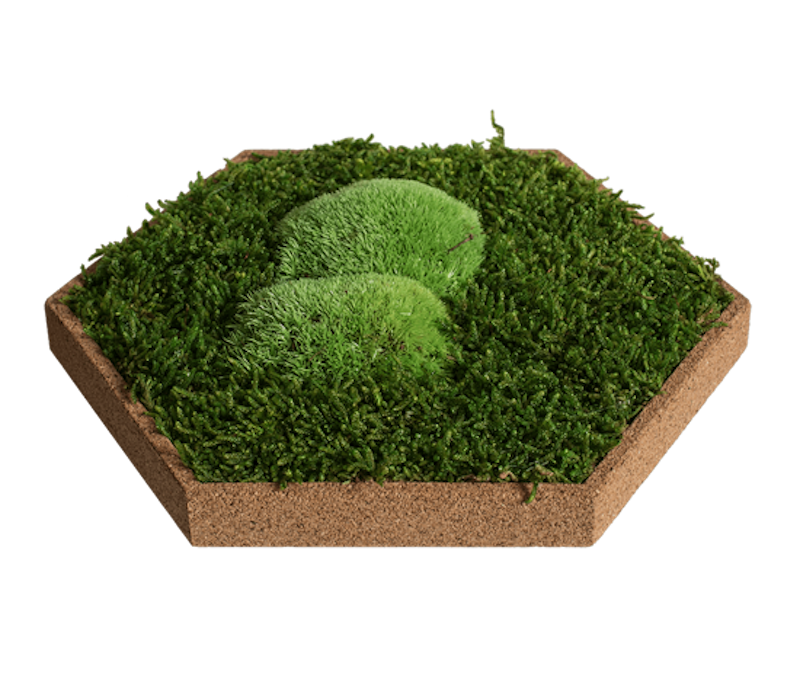 Organic Moss Hexagon Forest (Muschi Padure)
