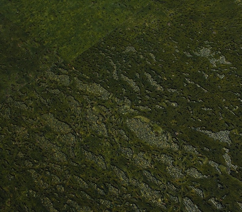 Primecork Classic Green