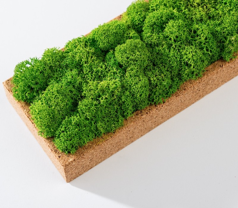 Organic Moss Rectangular Reindeer Moss (Licheni)