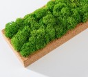 Organic Moss Rectangular Reindeer Moss (Licheni)