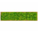 Organic Moss Rectangular Reindeer Moss (Licheni)