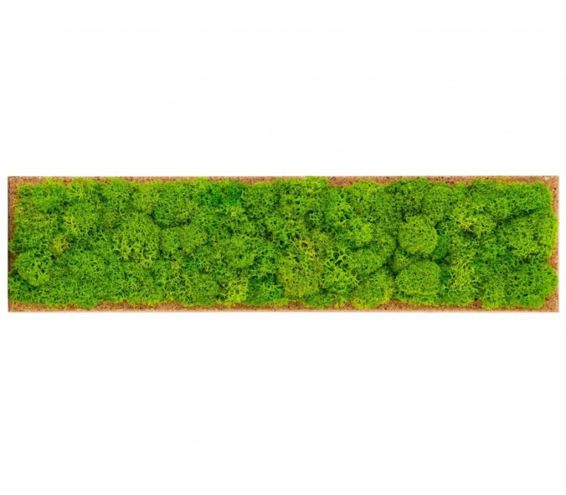 Organic Moss Rectangular Reindeer Moss (Licheni)