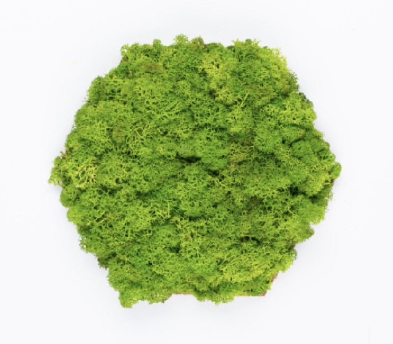 Organic Moss Hexagon Endless Lime Green