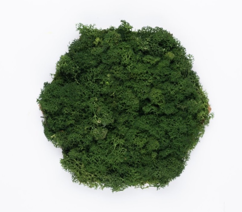 Organic Moss Hexagon Endless Forest Green