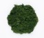 Organic Moss Hexagon Endless Forest Green