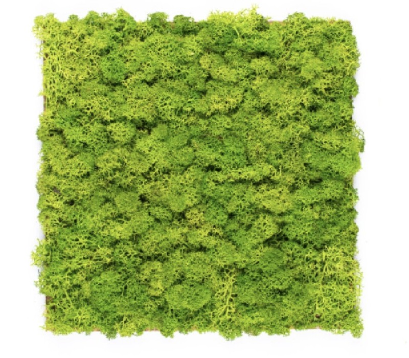 Organic Moss Square XL Lime Green