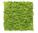 Organic Moss Square XL Lime Green
