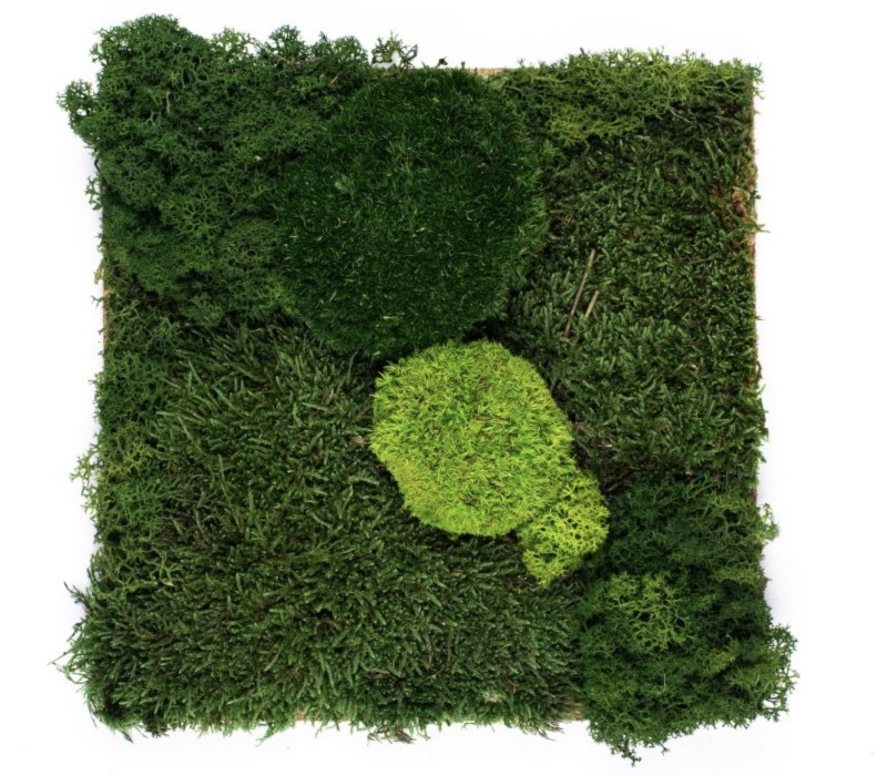 Organic Moss Square XL Flat and Pole