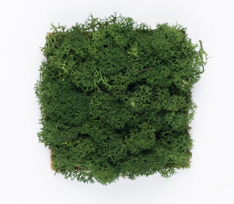 Organic Moss Square S Forest Green