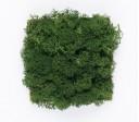 Organic Moss Square S Forest Green