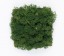 Organic Moss Square S Forest Green