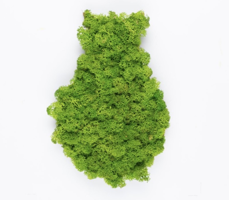 Organic Moss Drop Lime Green
