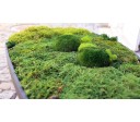 Green Ovate 800x500mm