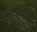 Panouri Decorative Prime XL Green